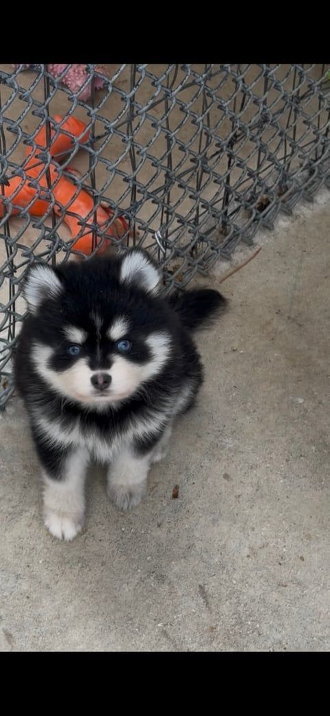 A fluffy black and white puppy with blue eyes stands on gray concrete near a metal fence.