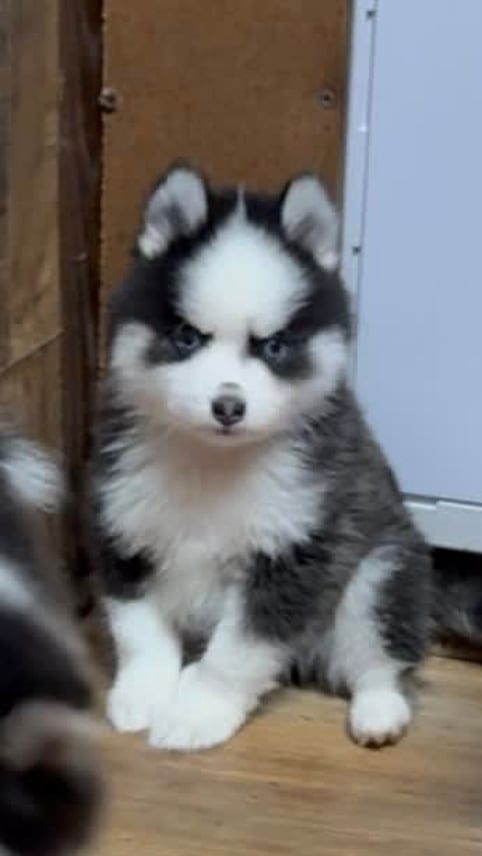 Fluffy husky puppy with black and white fur, sitting with a serious expression.