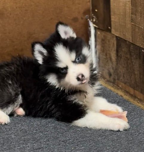 Black and white Husky puppy with blue eyes, resting on a gray mat, holding a treat.