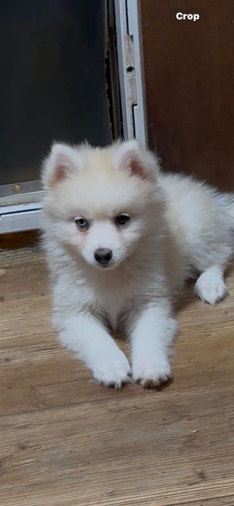 A fluffy white puppy lying on a wood floor, looking forward.