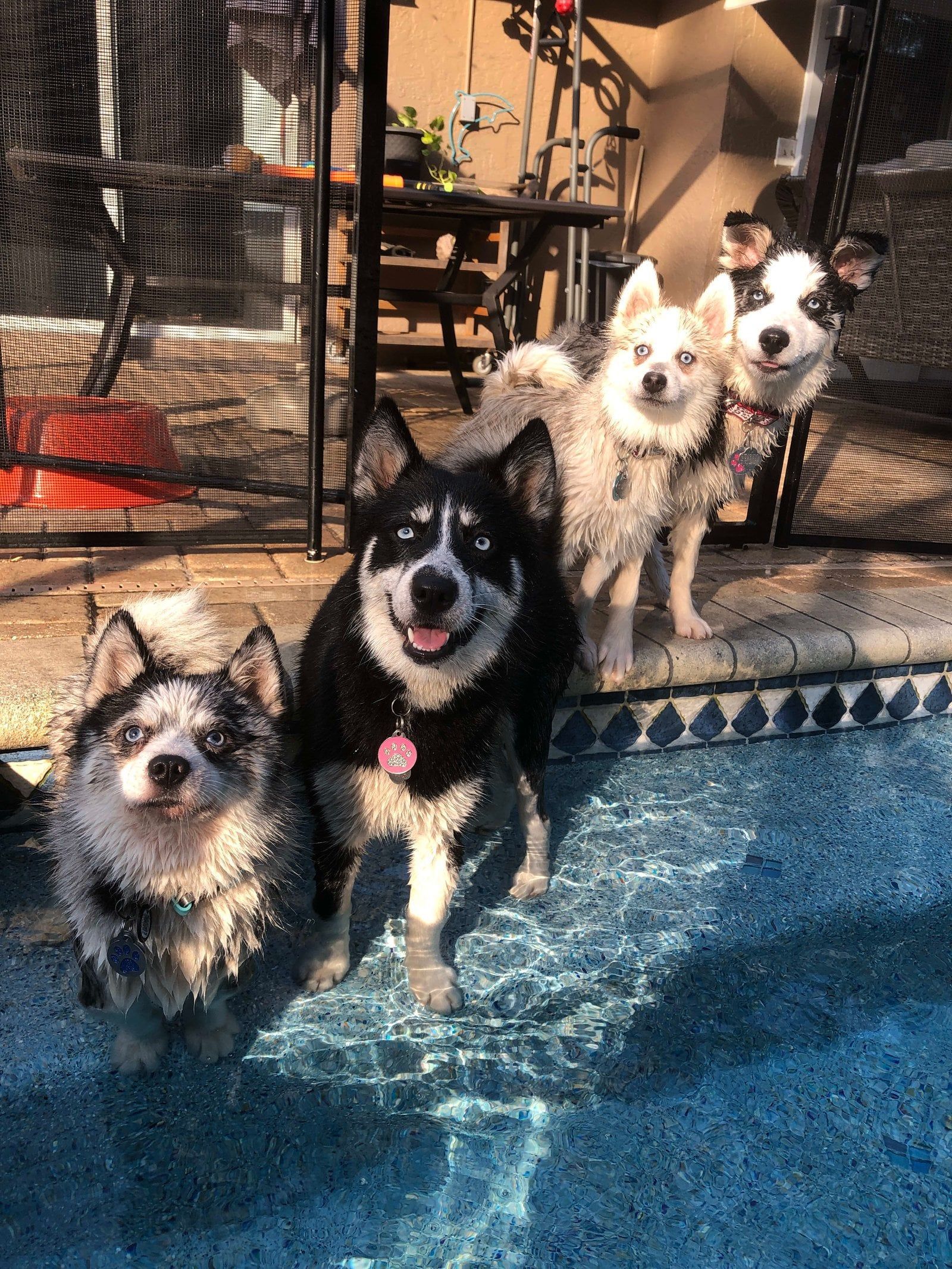 Four wet dogs of varying breeds pose in a pool, smiling.