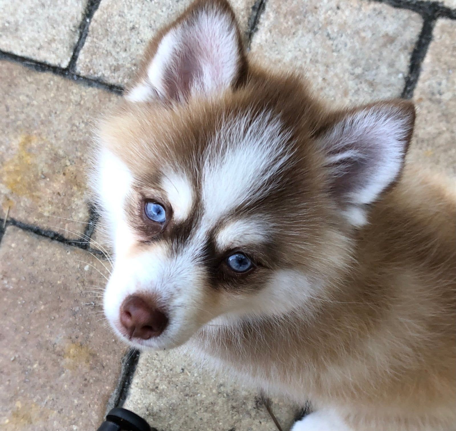 Brown and white husky puppy with blue eyes, looking upwards on a brick patio.