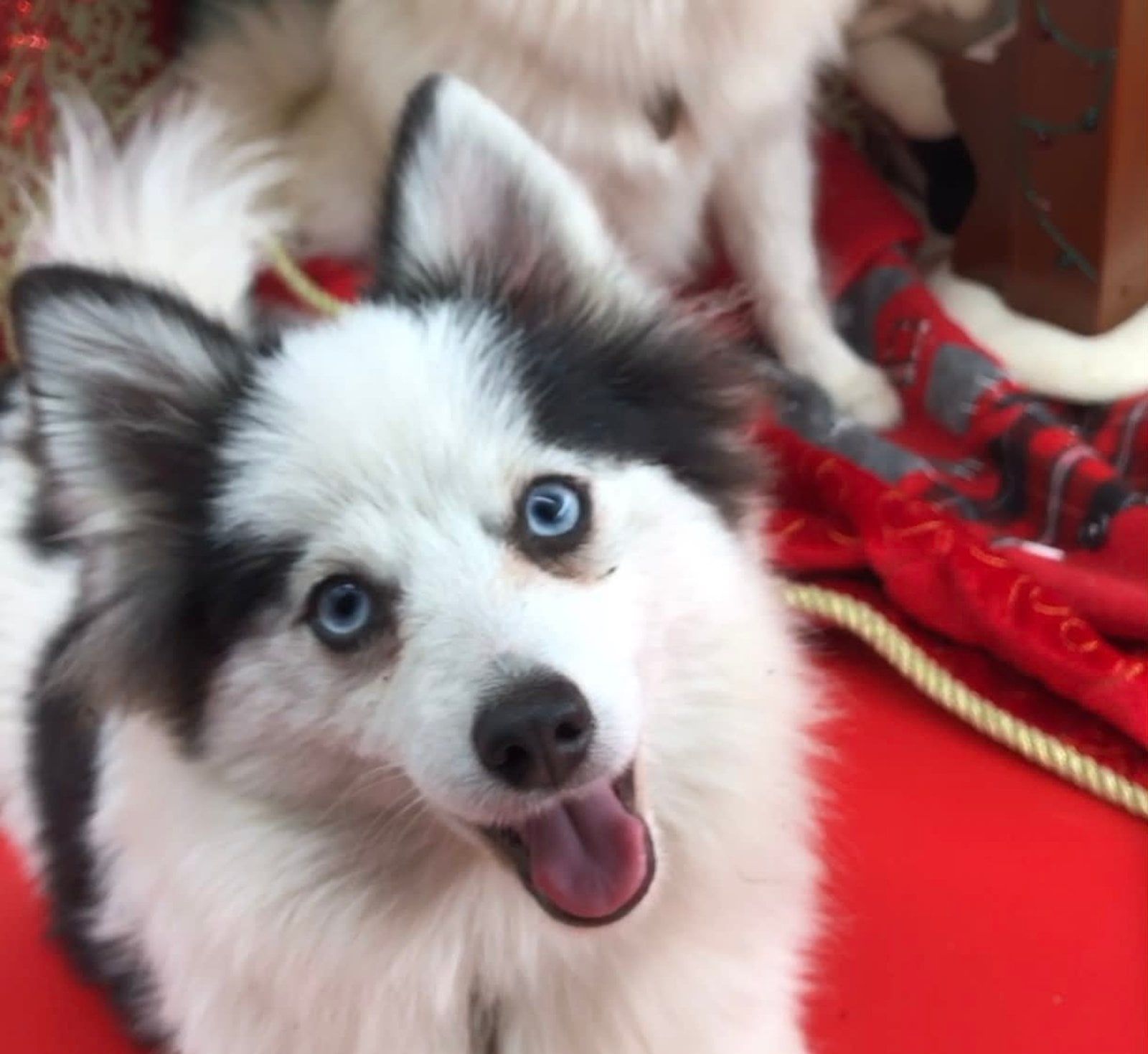 White and black dog with bright blue eyes, panting happily on a red surface.