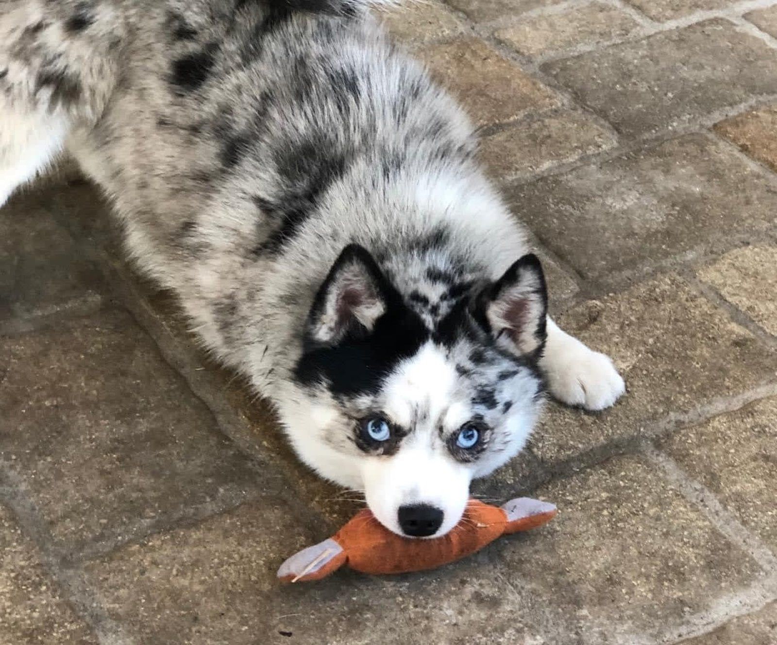 Husky with blue eyes and a merle coat holds a toy, laying on a brick surface.