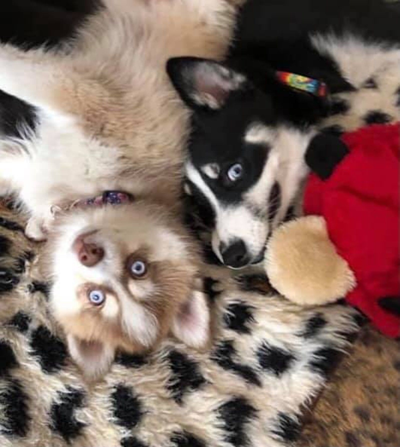 Two husky puppies with blue eyes on a leopard print blanket. One is light brown, the other is black and white.
