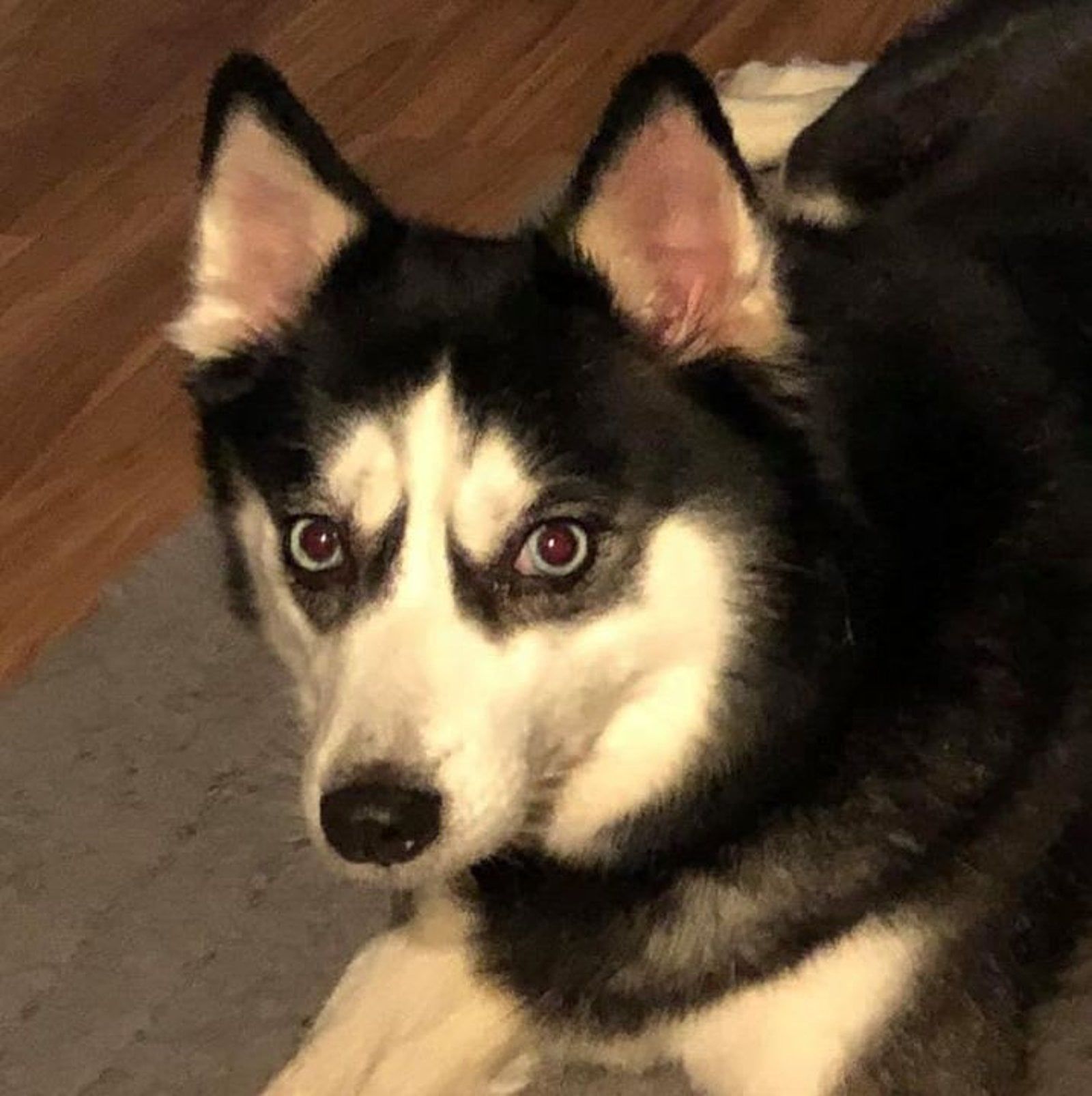 Black and white Siberian husky with striking blue eyes, sitting indoors, looking directly at the viewer.