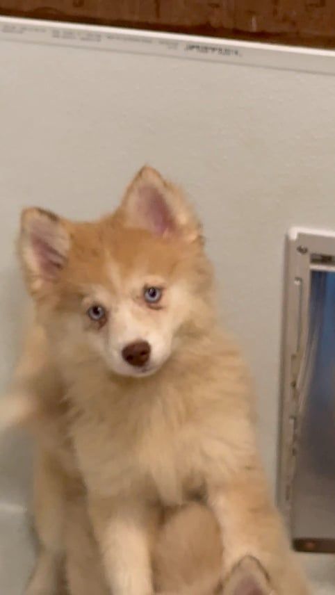 Fluffy tan and white puppy with blue eyes. Sitting, looking at the camera.