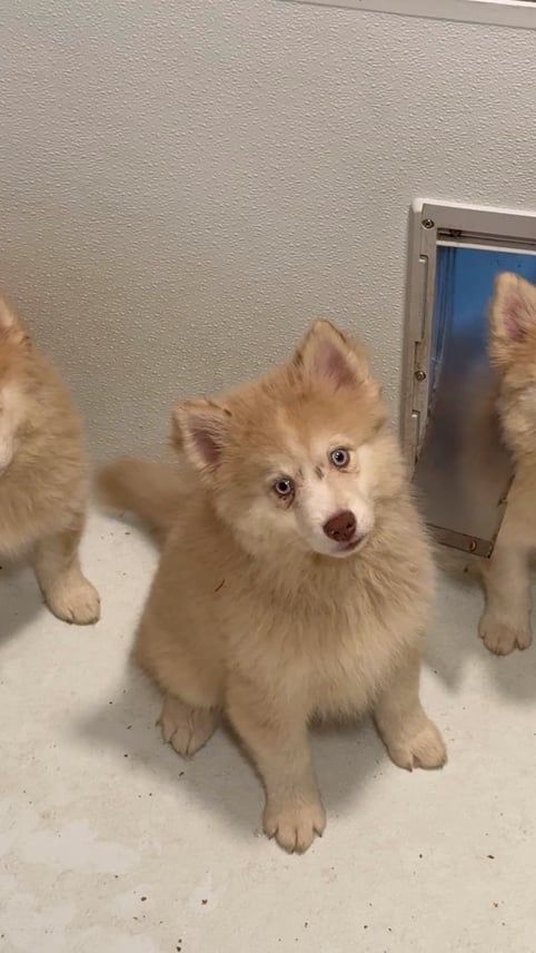 Golden-brown husky puppy looking directly at the camera, sitting on a white surface with two other puppies nearby.