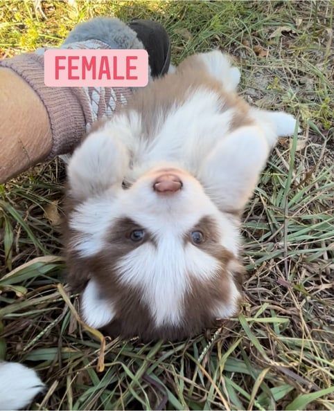 Fluffy brown and white husky puppy lying on its back in the grass.