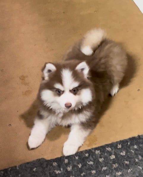 Fluffy brown and white husky puppy lying on a rug, looking toward the camera.