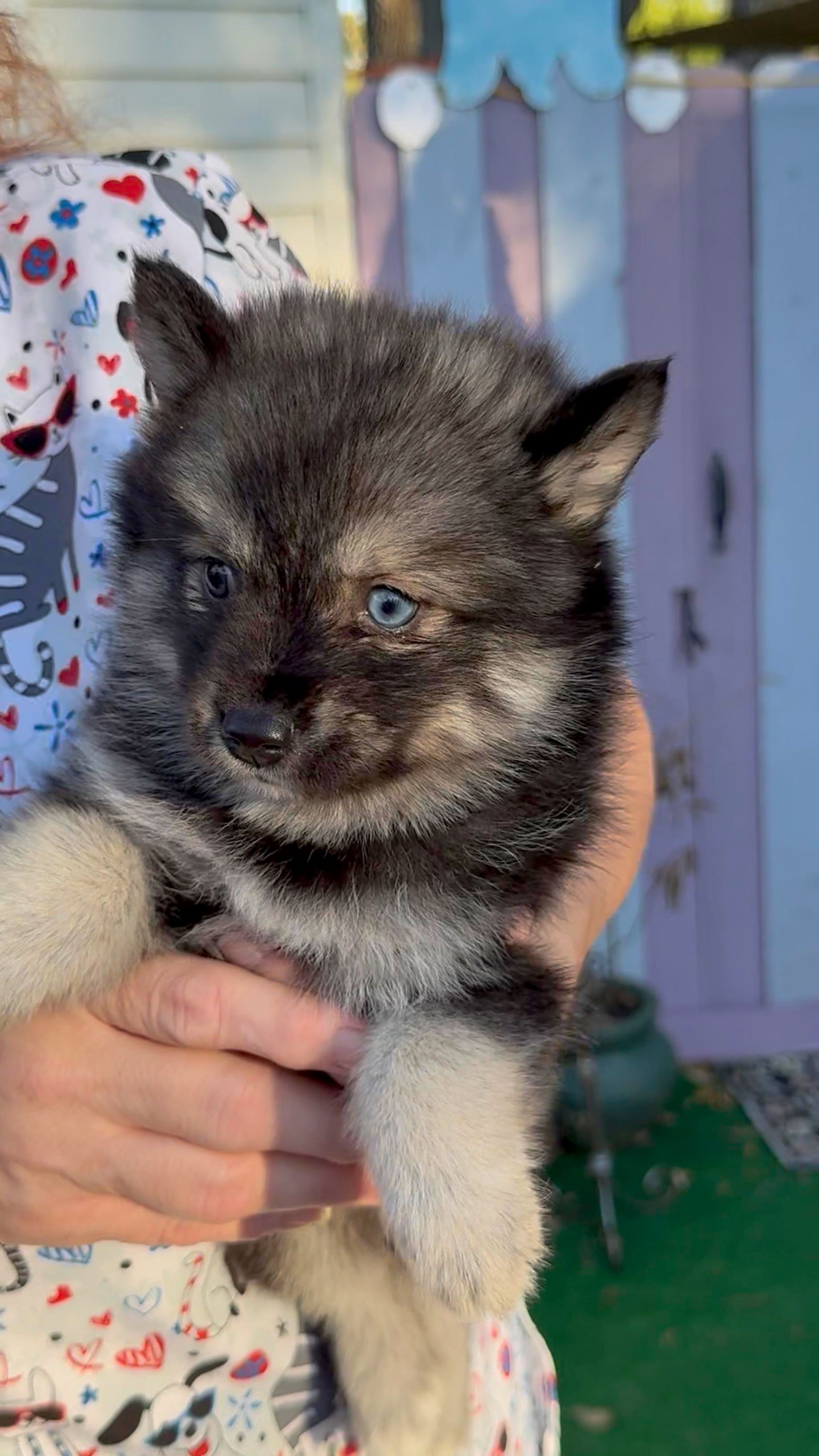Fluffy puppy with black and silver fur and blue eyes being held.