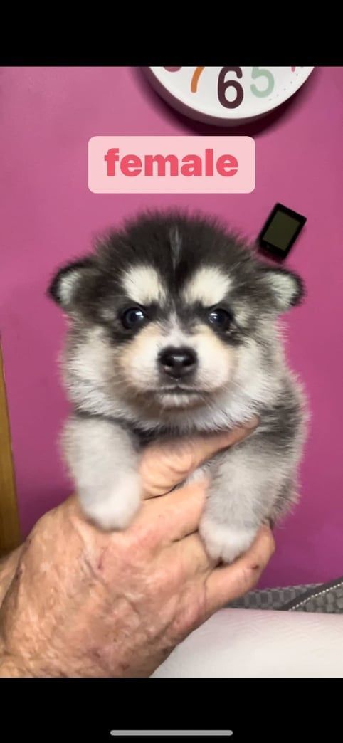 A fluffy gray and white puppy held in a person's hand with a "female" label over it, against a pink background.