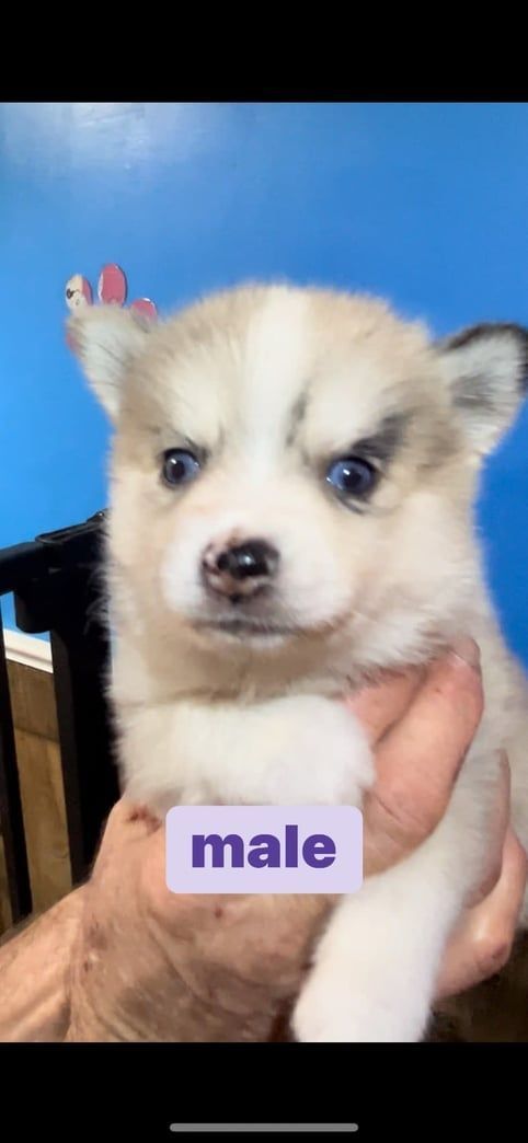 A light-furred puppy with an intense stare is held in a hand. The word "male" is displayed in a purple rectangle.