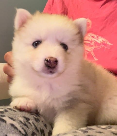 Fluffy white and tan husky puppy sitting on a lap, looking towards the camera.