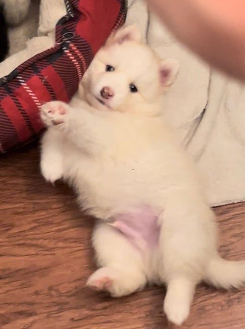 Fluffy white puppy lying on back, pink belly exposed, reaching a paw up.