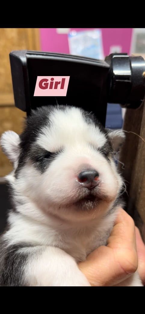 Fluffy black and white husky puppy held in hand, with "Girl" sticker on object above.