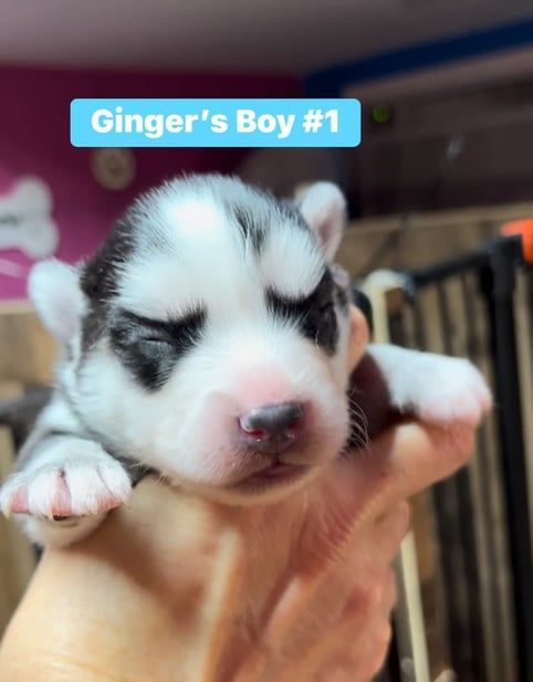 Newborn husky puppy with closed eyes held in a hand; labeled "Ginger's Boy #1."