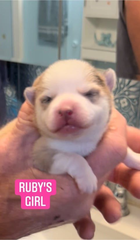 A small, white, and tan puppy being held in a hand; a pink tag reads "Ruby's Girl".