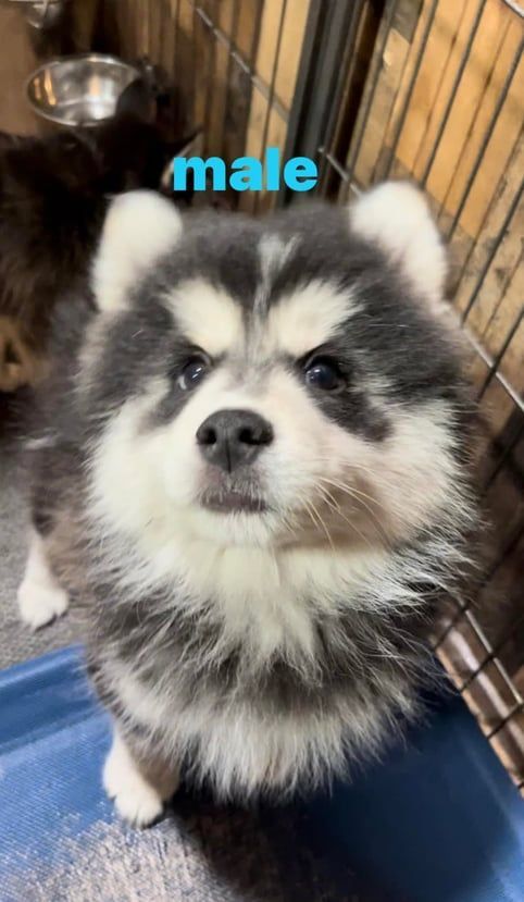 Fluffy puppy with a gray and white coat, labeled "male," looking forward with a serious expression.
