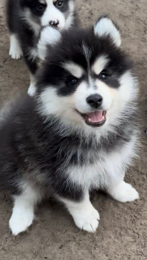 Fluffy black and white husky puppy smiling, another puppy in the background.