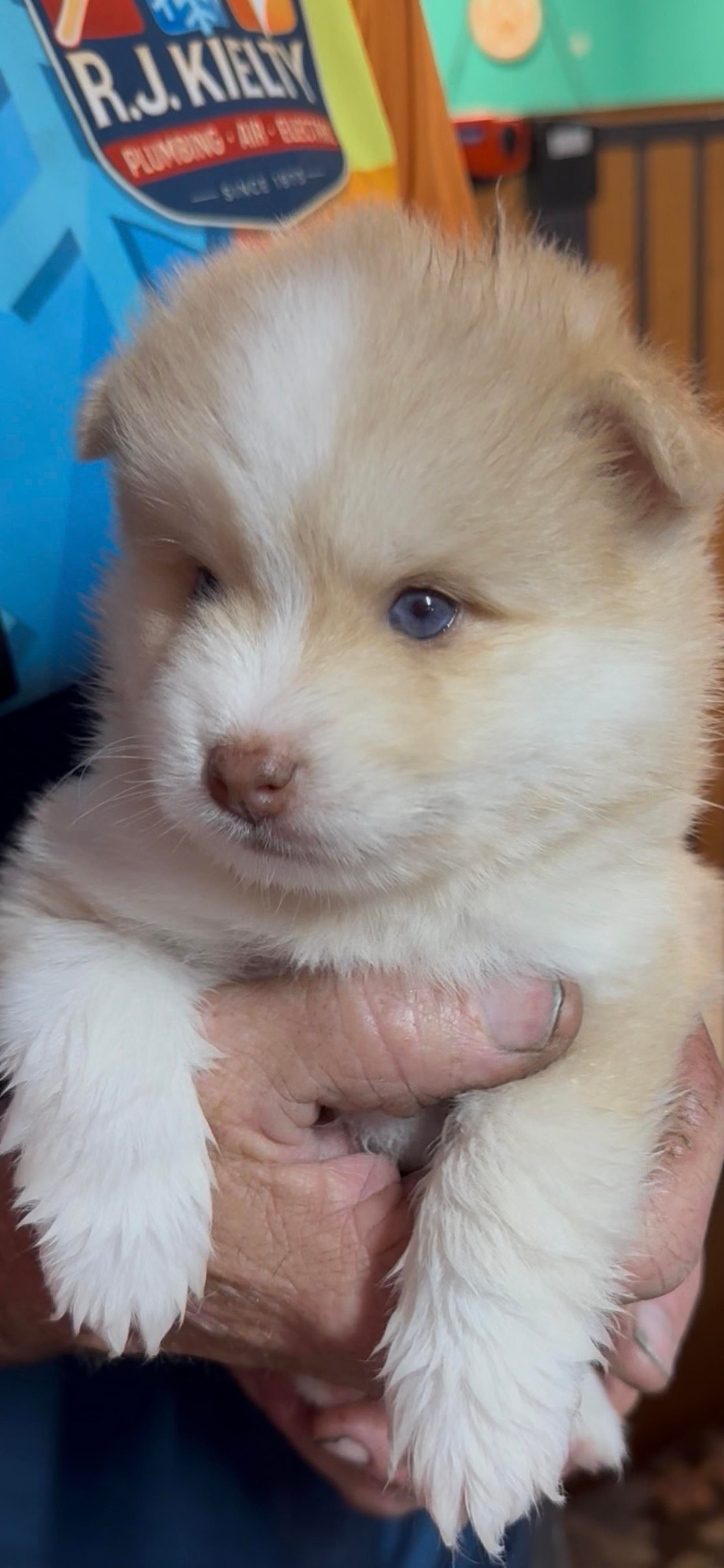 A fluffy, light brown and white puppy with blue eyes is being held in someone's hands.