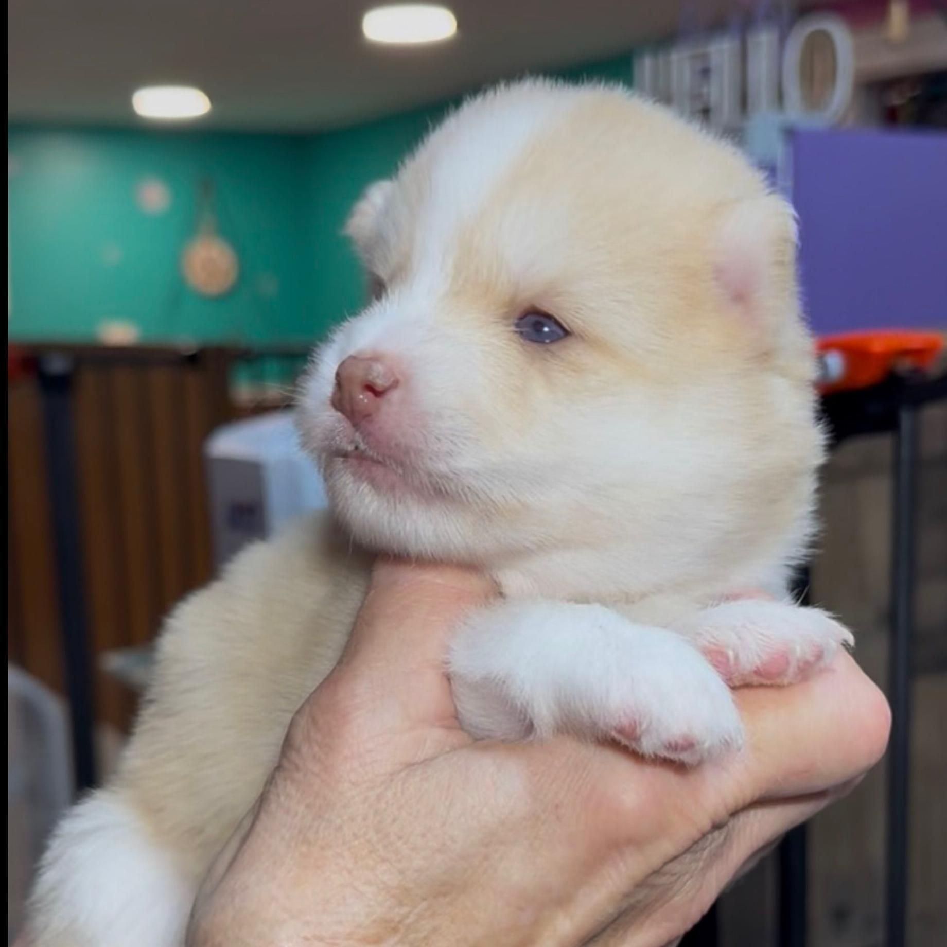 Fluffy, cream-colored puppy held in a person's hand. It has a pink nose, blue eyes, and white paws.