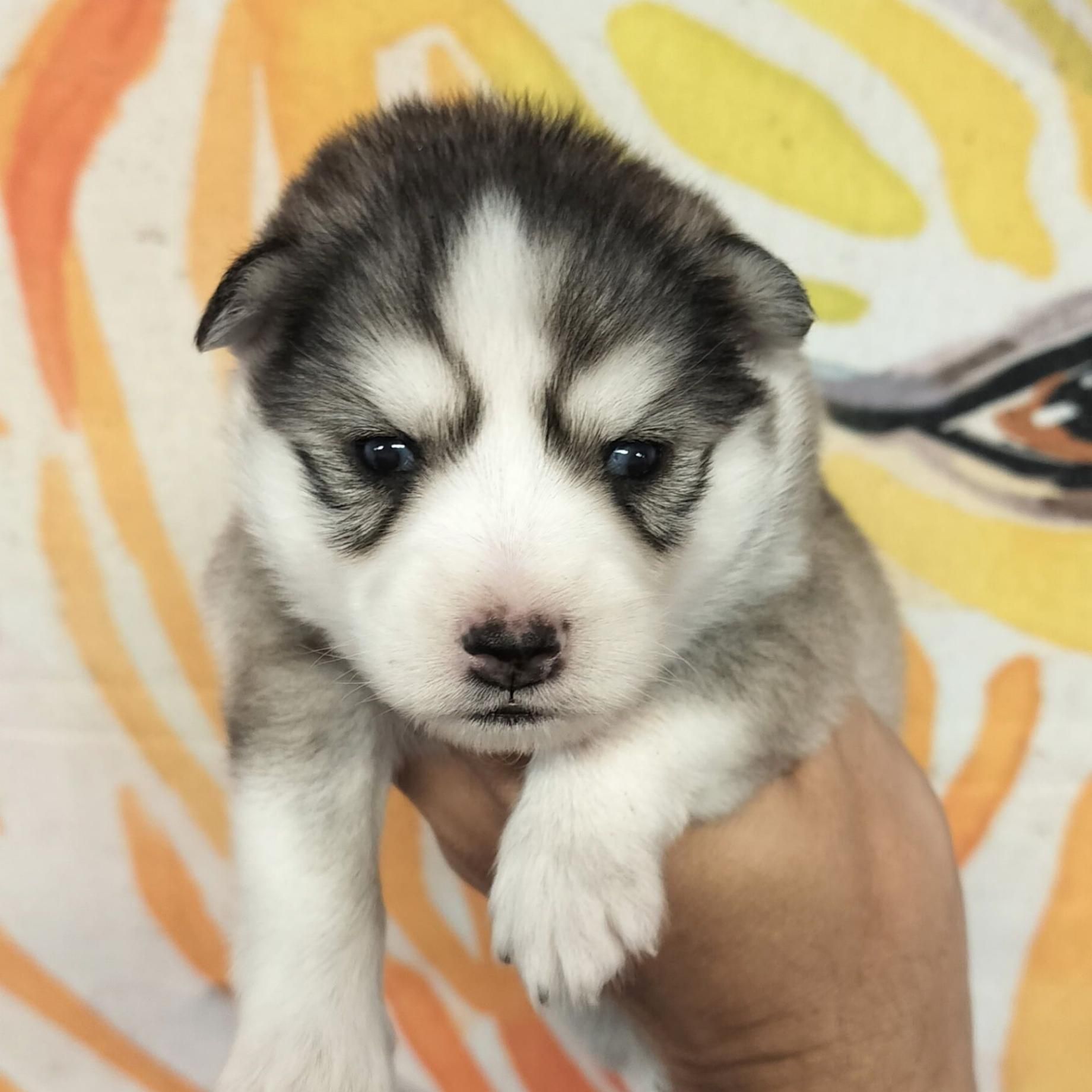 Fluffy husky puppy with gray and white fur, held in a hand.