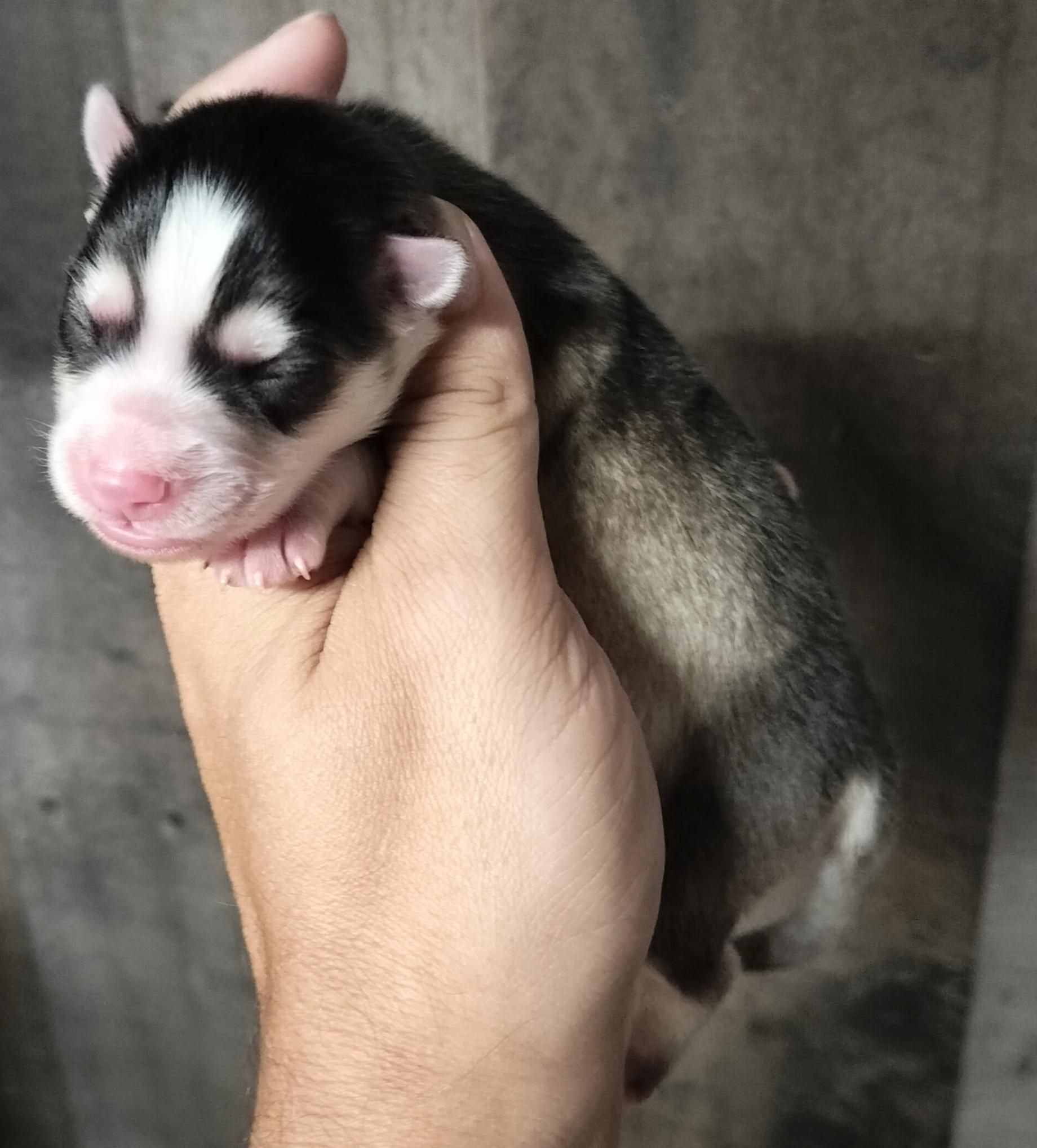 Newborn Husky puppy held in a hand; black and white markings, pink nose, eyes closed.