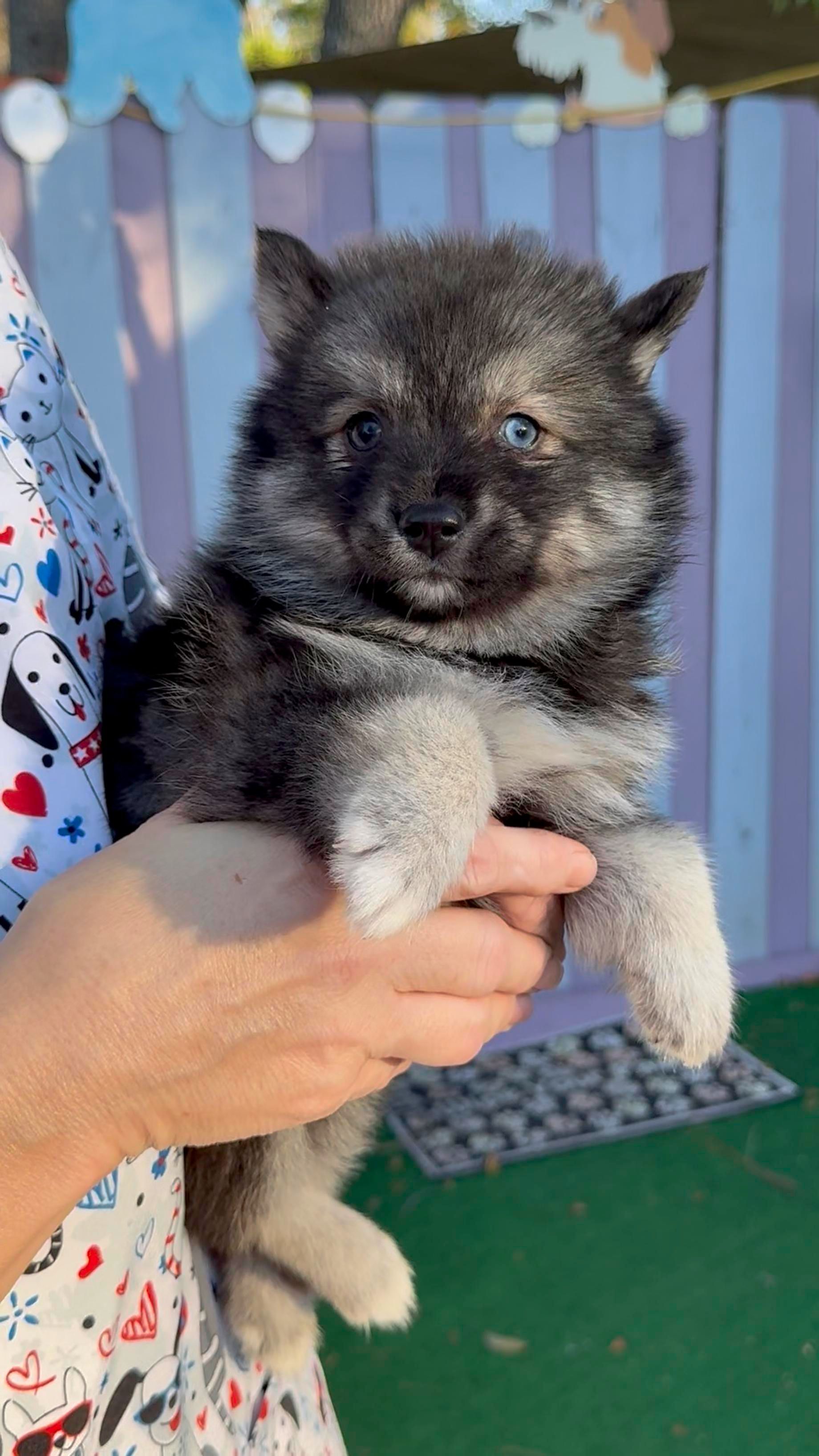 Fluffy gray puppy with one blue eye held in hands, outdoors.