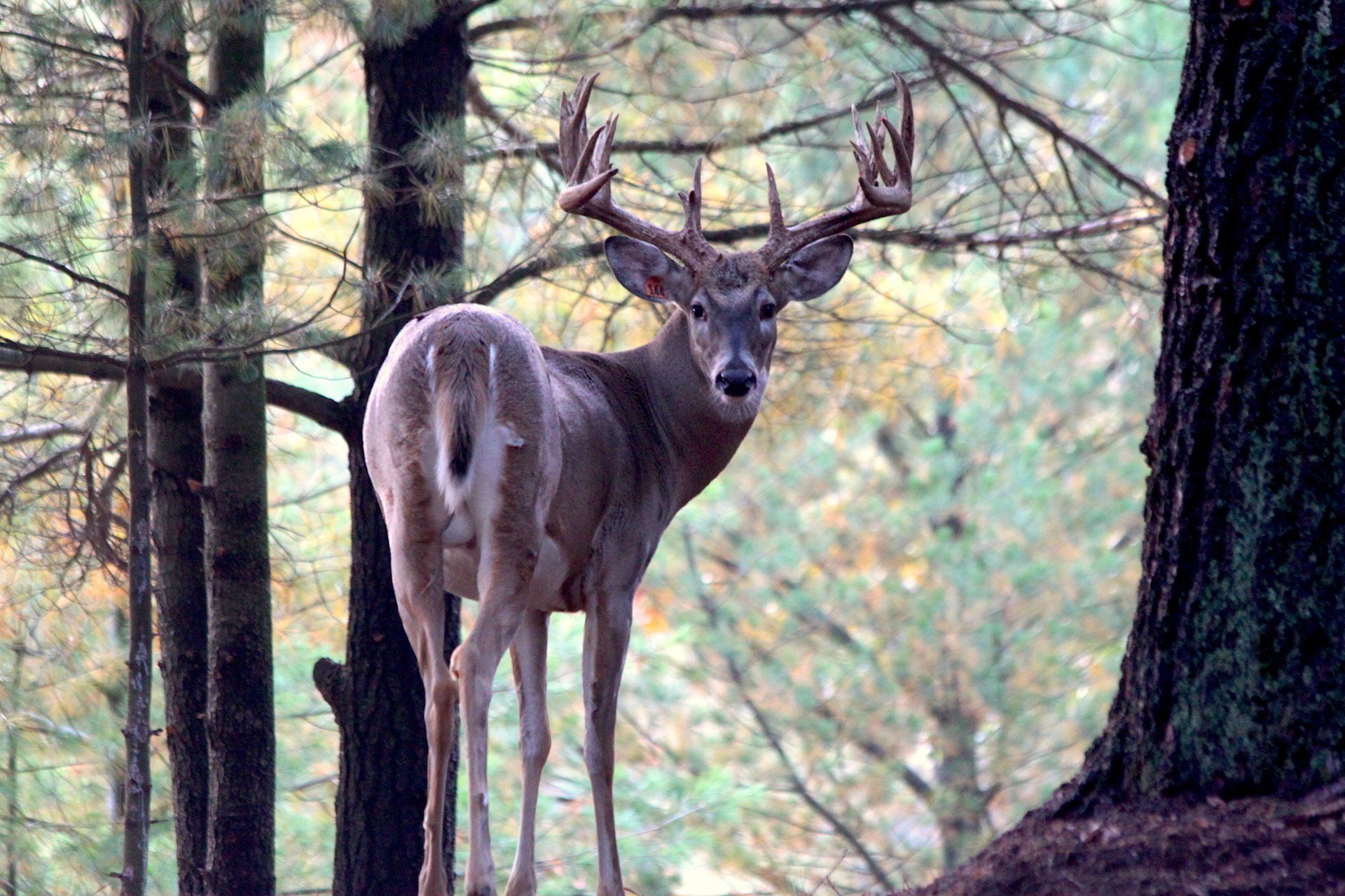 Deer and Hunt Gallery Michigan Whitetail Hunting