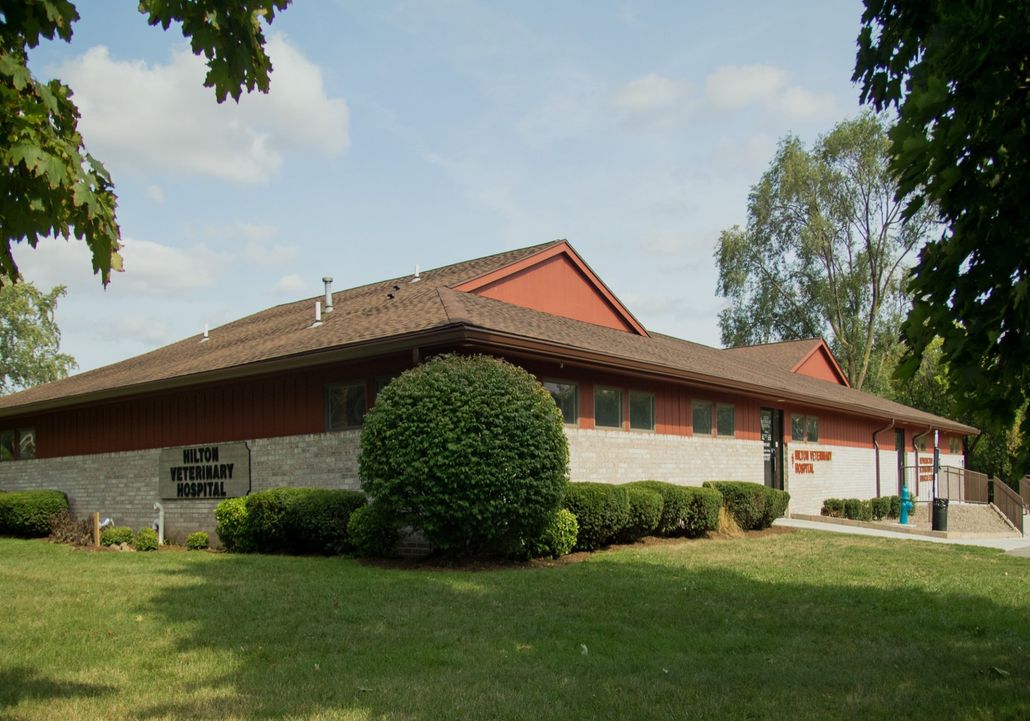 Affordable Veterinary Care Hilton, NY Hilton Veterinary Hospital