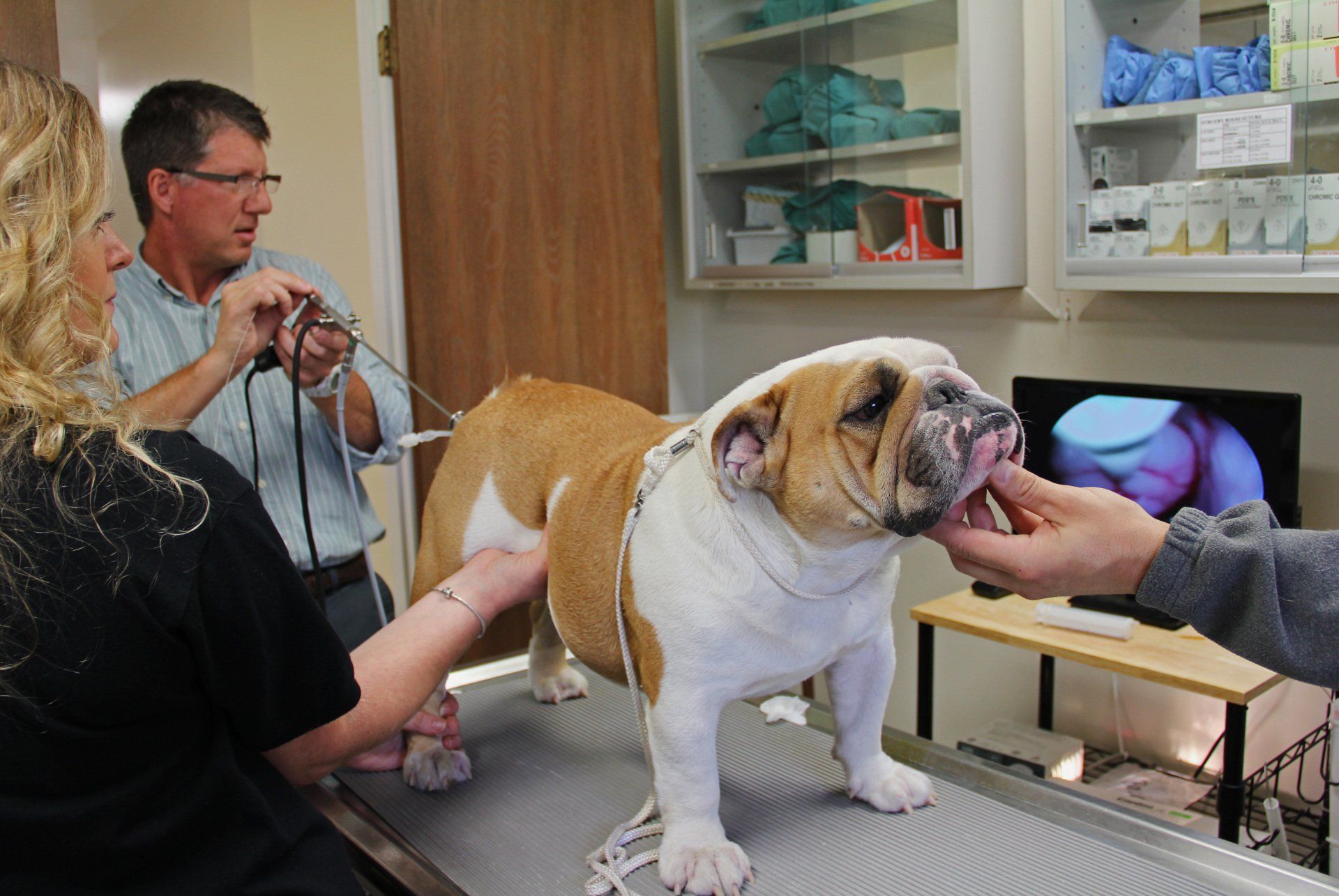 Fertility Consultation Hilton, NY Hilton Veterinary Hospital