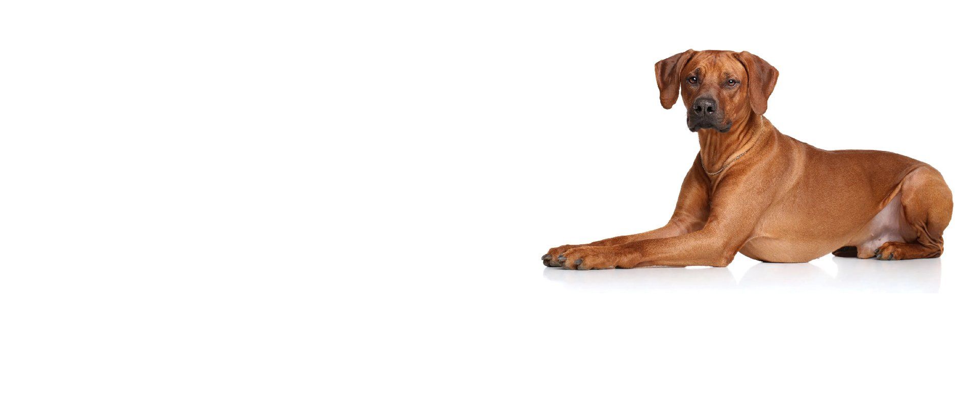 Affordable Veterinary Care Hilton, NY Hilton Veterinary Hospital