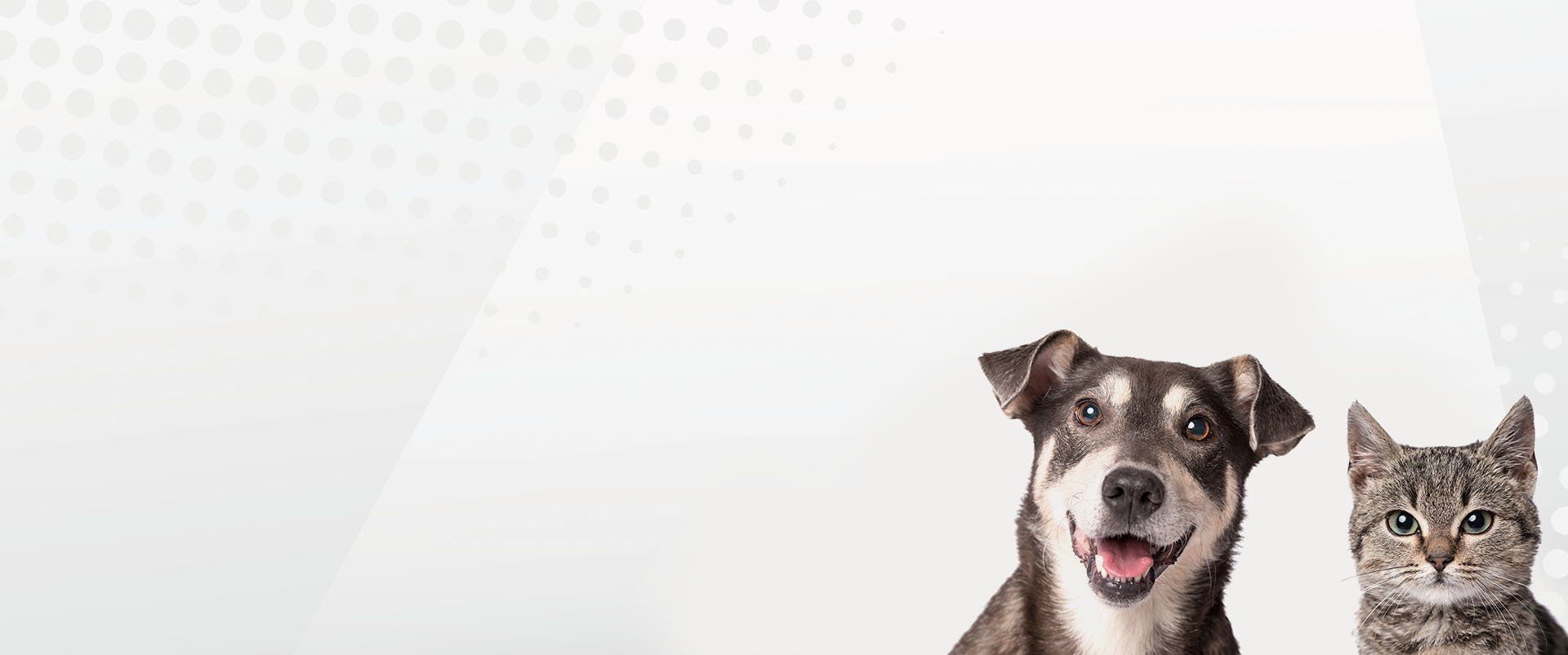 Affordable Veterinary Care Hilton, NY Hilton Veterinary Hospital