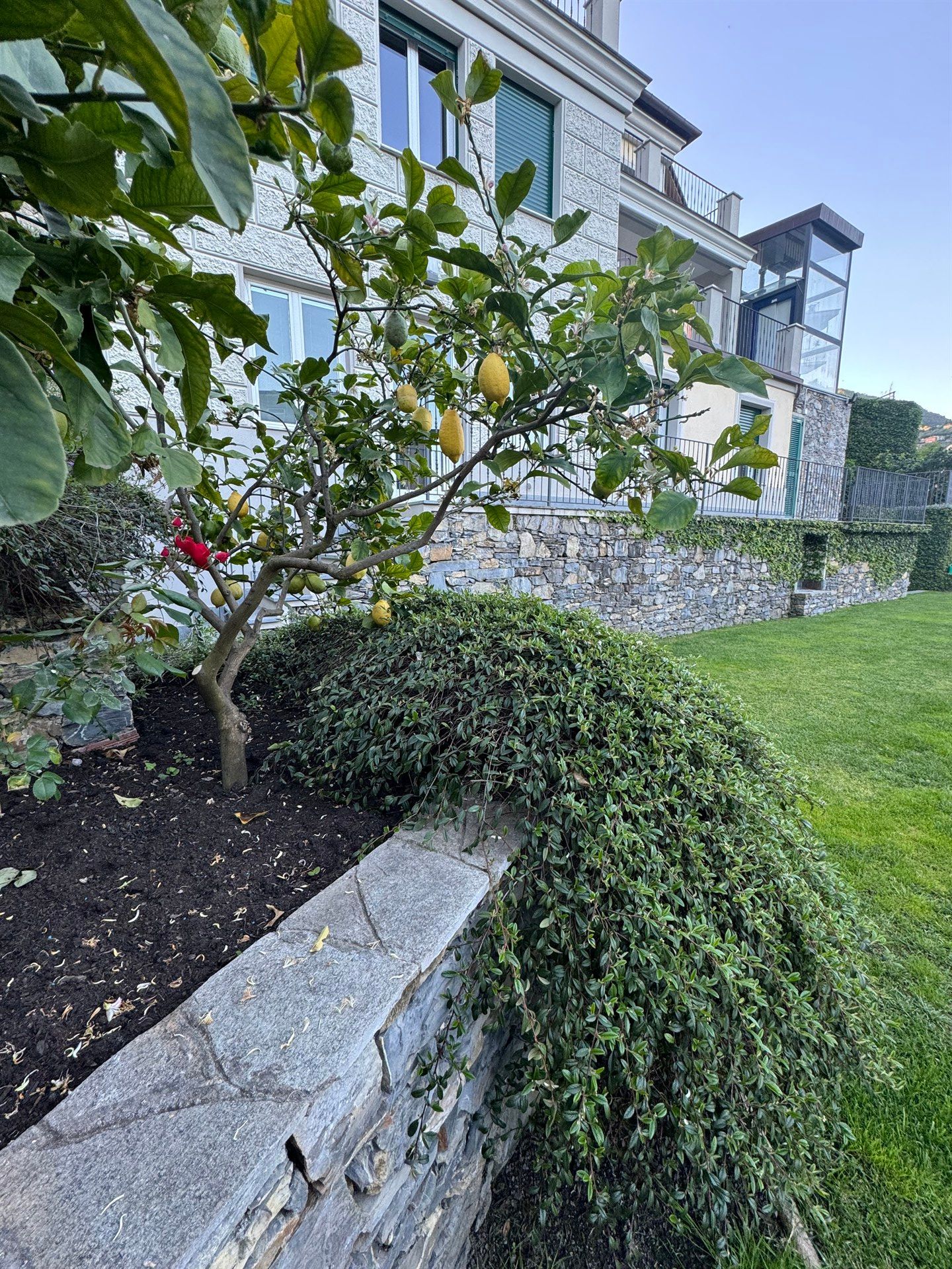 A tree with lemons growing on it in front of a building.