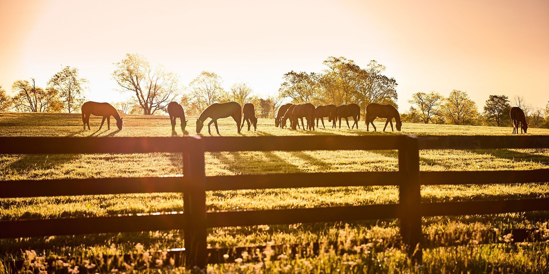 Horses in field at sunrise, Find local obituaries for the Fort Wright and Kenton County, KY area