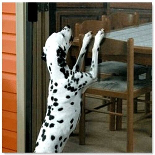 A dalmatian dog standing on its hind legs reaching for a chair