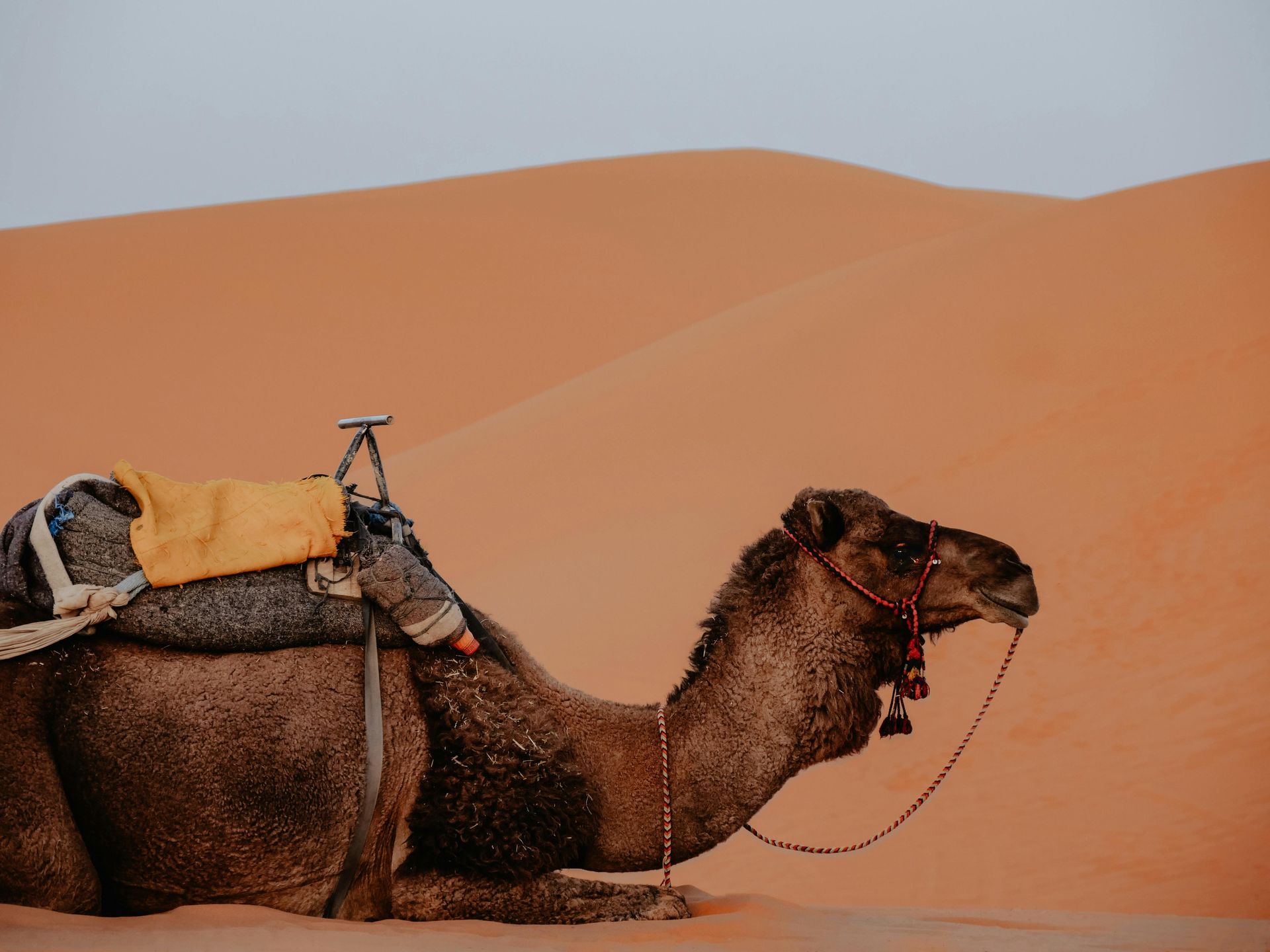 Camel resting in desert, sandy dunes in background.