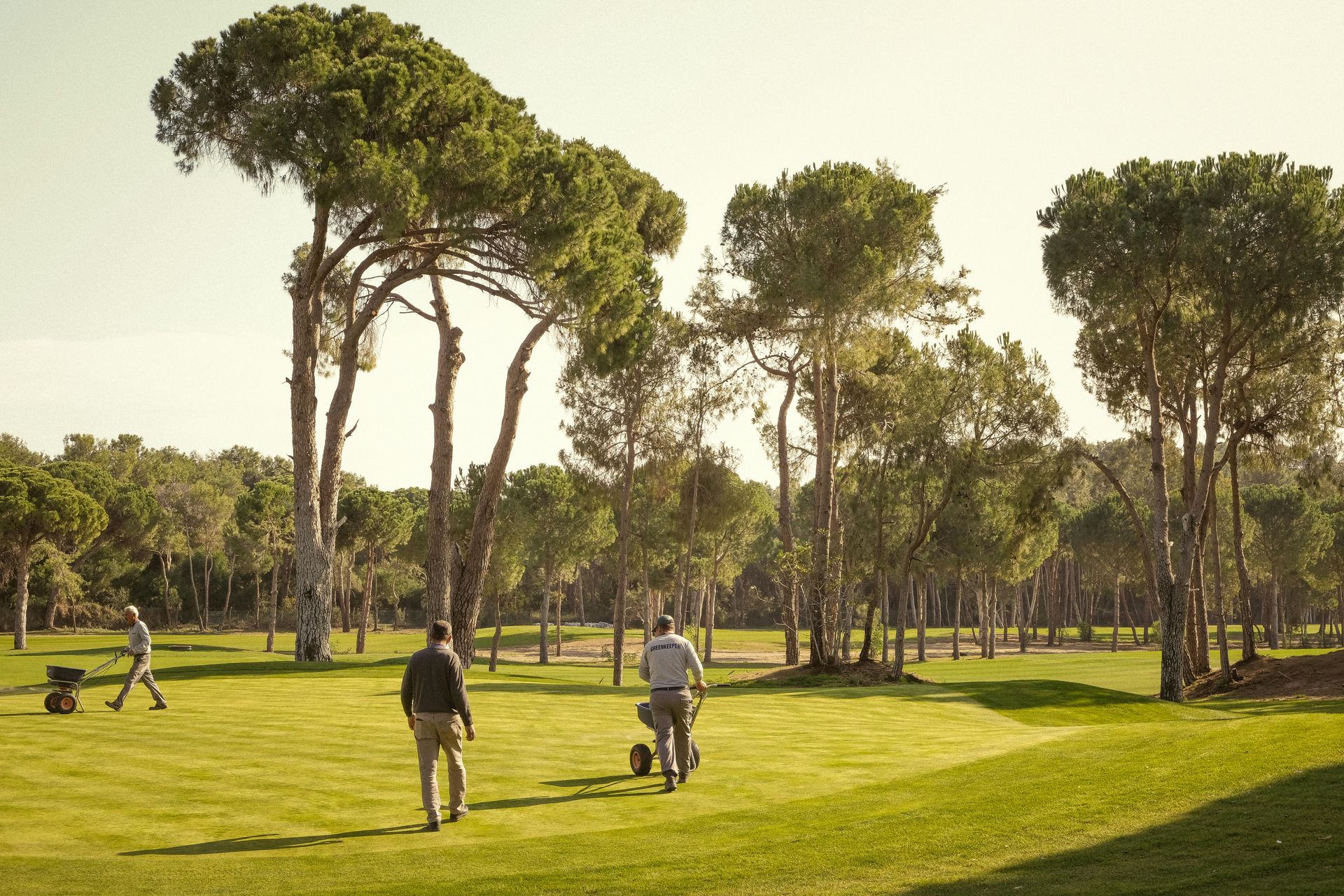 Three people work on a grassy golf course among tall pine trees on a sunny day.