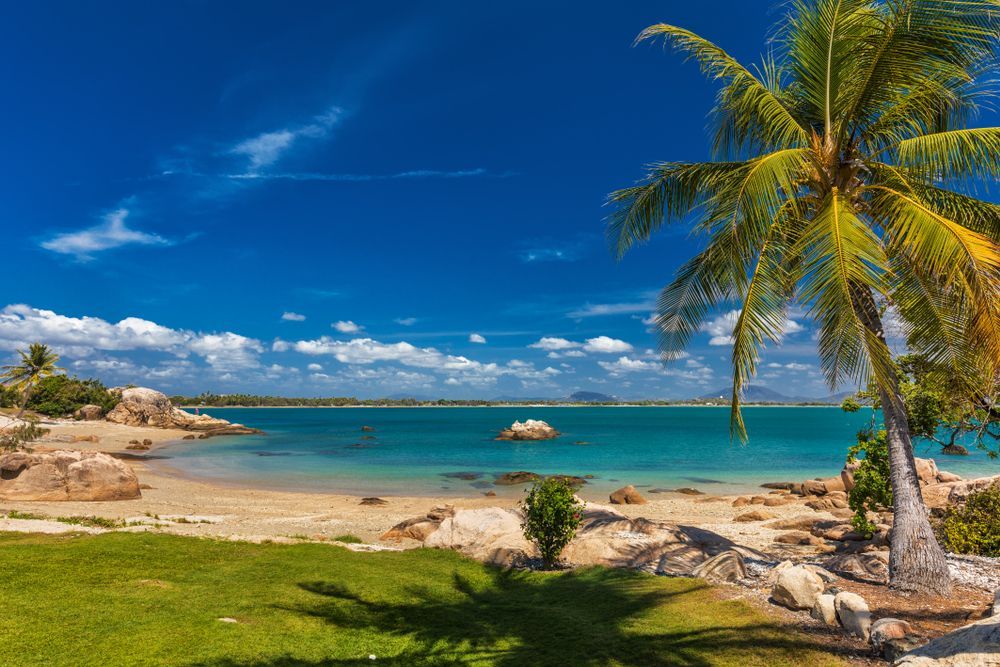 There is a Palm Tree on the Beach Next to the Ocean — Crane Maintenance Queensland in Bowen Basin, QLD