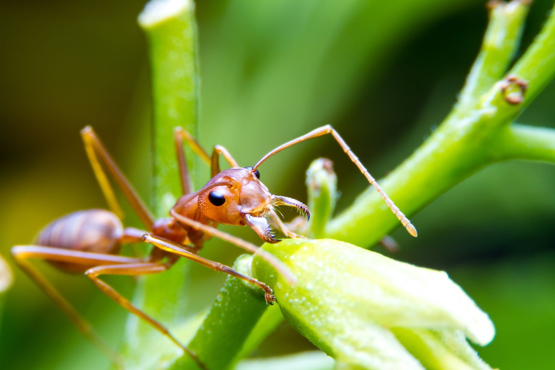 Close up of a fire ant resting on a plant