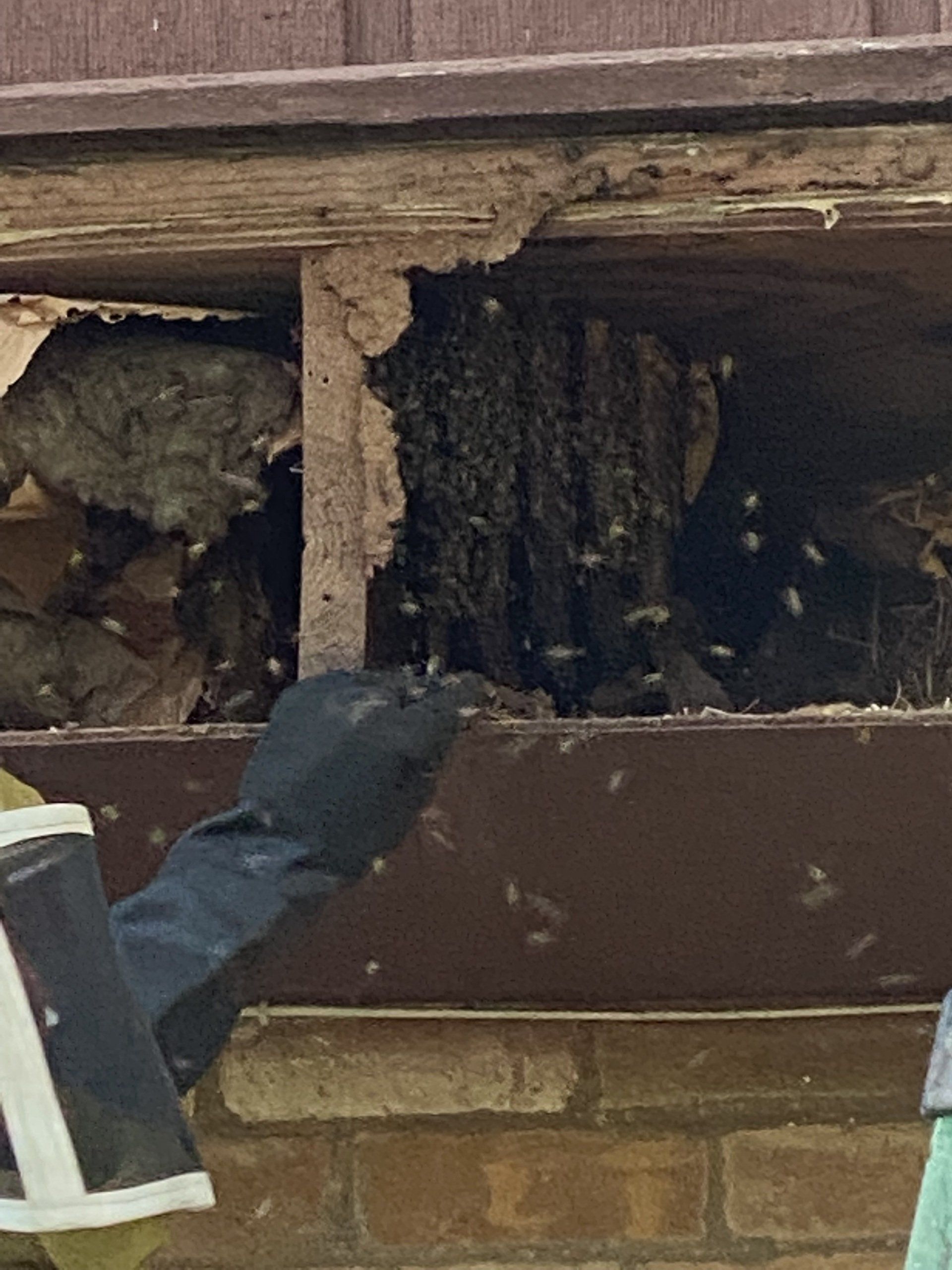 bees removal