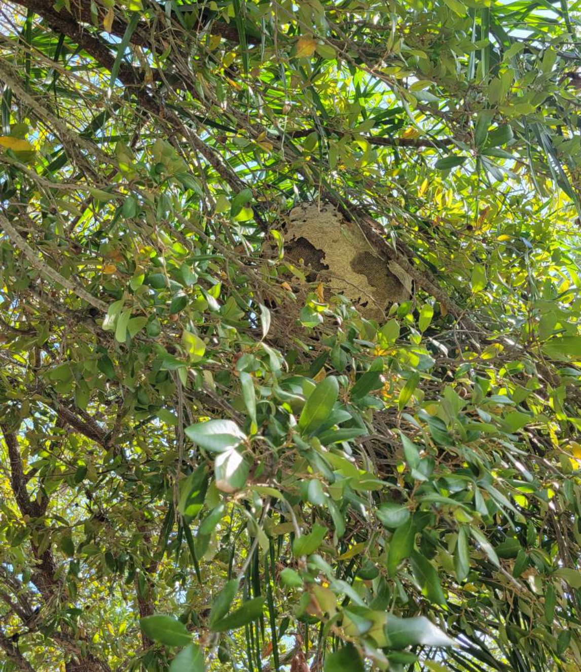 Bee Nest in Tree
