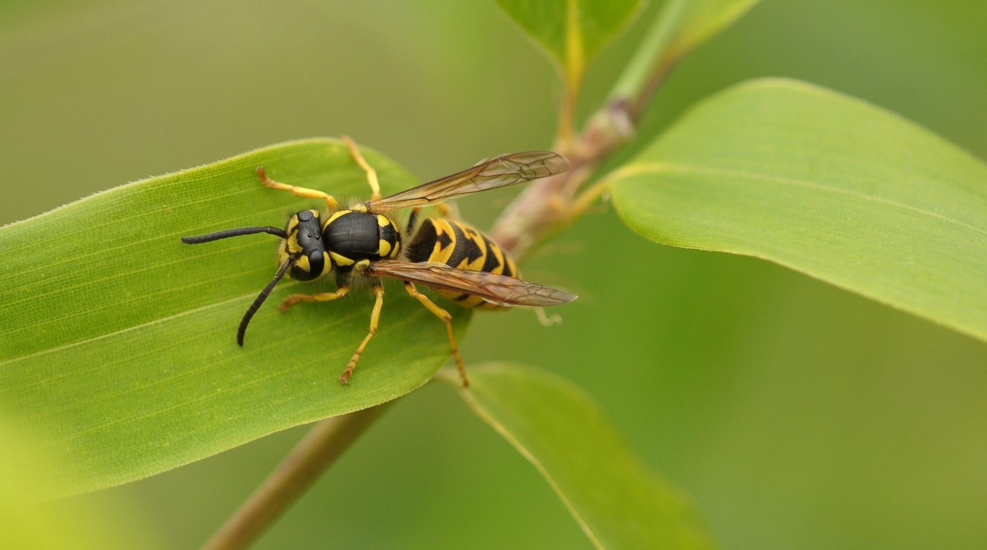 Wasp Resting on a Plant