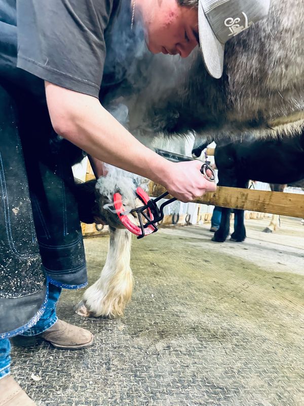 Wyoming School of Horseshoeing Learn to be a Farrier