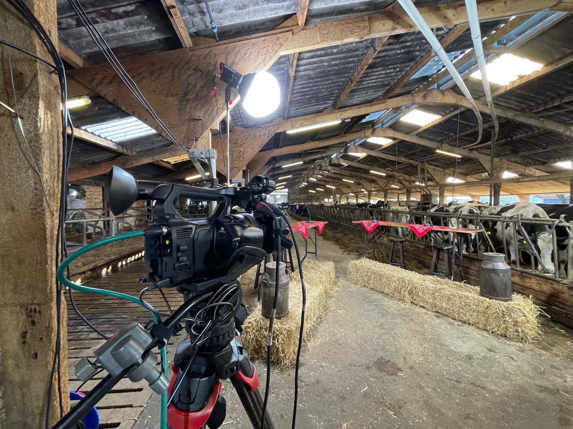 Camera op statief filmt koeien in een schuur met stallen vol hooi, met felle verlichting van bovenaf.