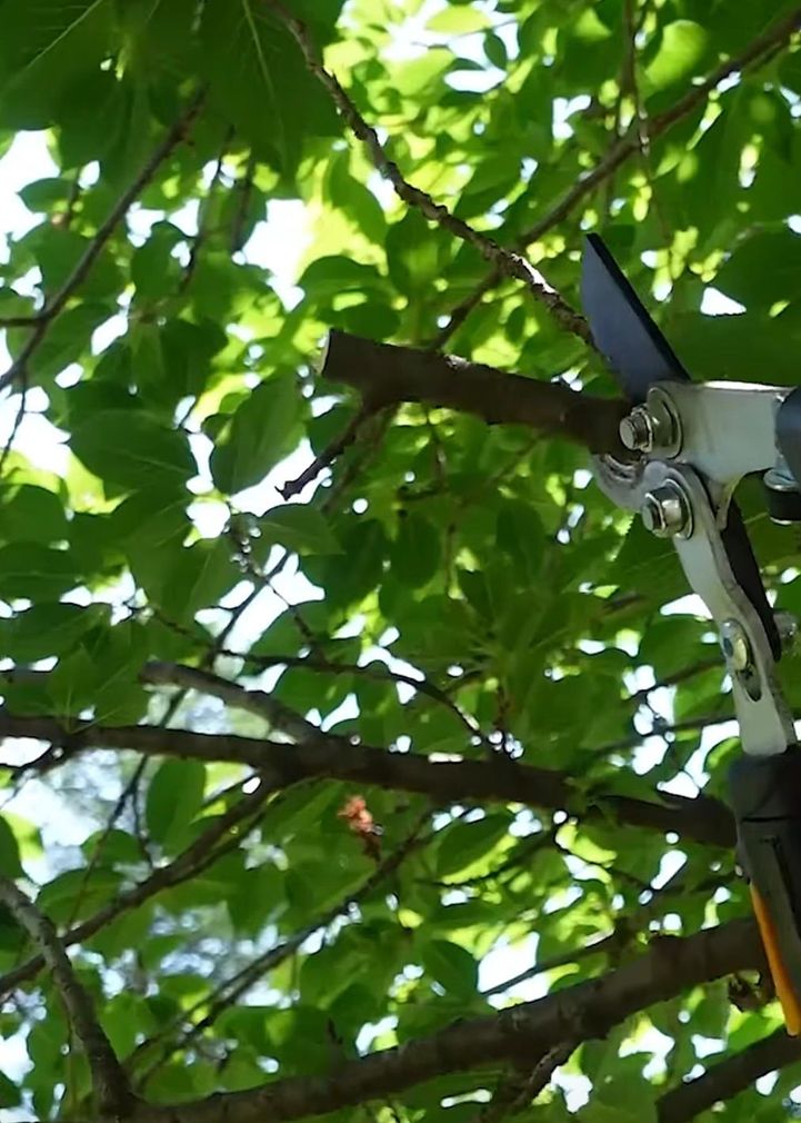 Tree trimming in Erie, Colorado