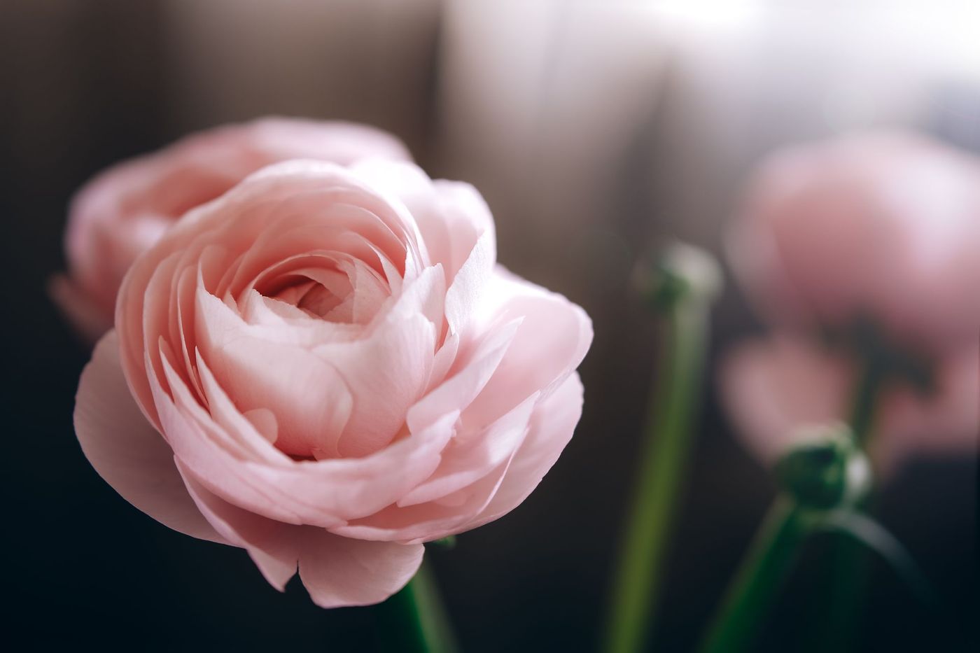 Soft pink rose in bloom with blurred flowers in the background