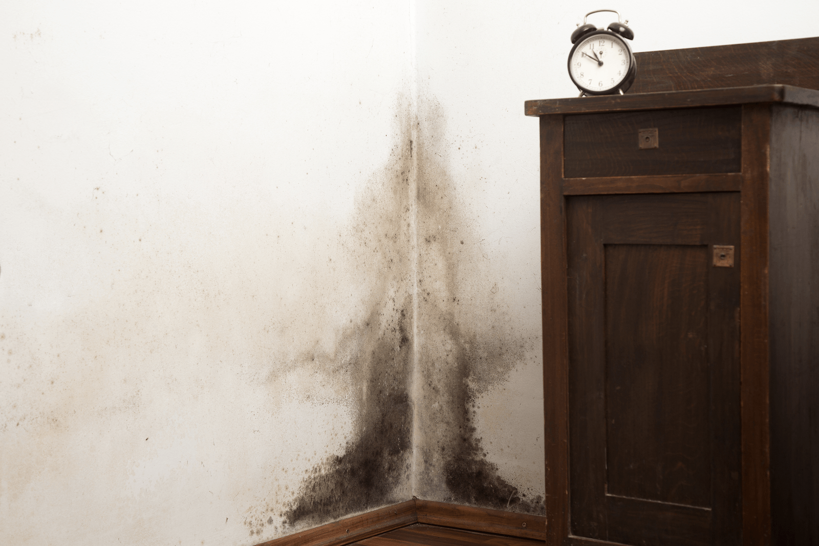 A large outbreak of black mold hidden behind a piece of furniture. Restoration 1 of Summit.