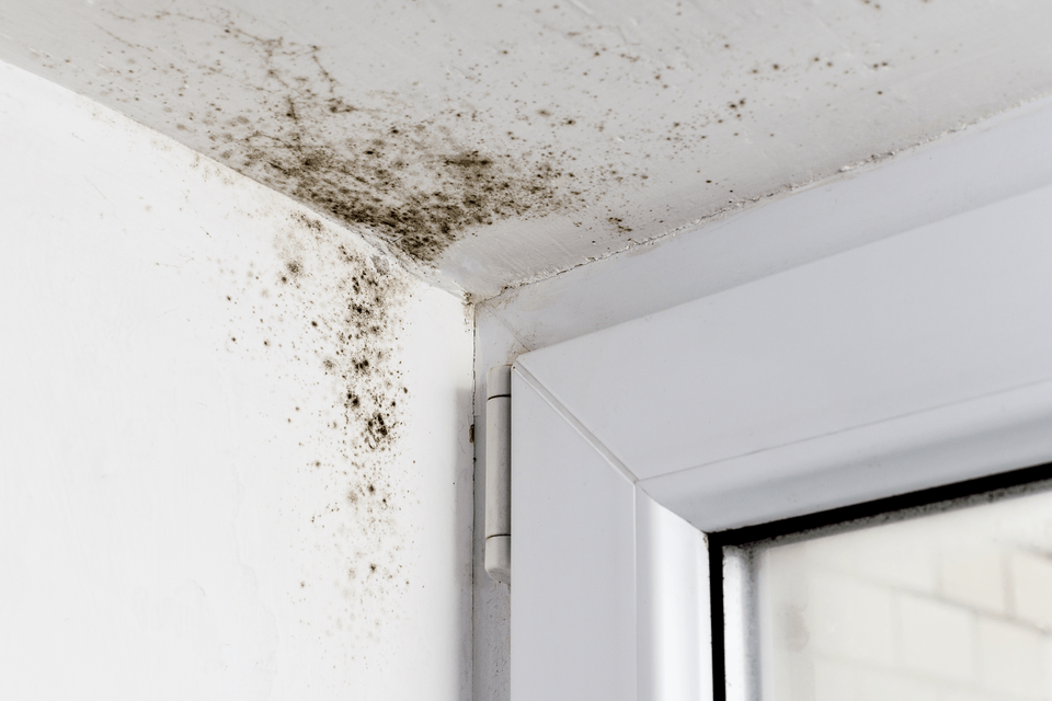 Black mold growing in a corner. Restoration 1 of Summit.